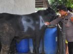 'Qurba Presisi' Polsek Palu barat berqurban berupa Sapi di hari raya Idul Adha 1444 Hijriah, 2023. Foto : Humas Polsek Palu Barat, Polresta Palu
