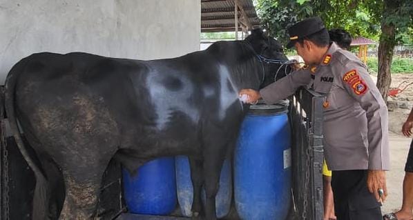 'Qurba Presisi' Polsek Palu barat berqurban berupa Sapi di hari raya Idul Adha 1444 Hijriah, 2023. Foto : Humas Polsek Palu Barat, Polresta Palu