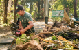 Pohon Tumbang Tutup Akses Wisata Tangkoko, Penanganan Dikebut Demi Wisatawan